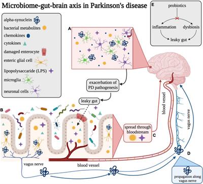 The Gut–Brain Axis and Its Relation to Parkinson’s Disease: A Review